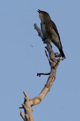 Olive-sided Flycatcher