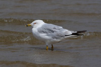 Ring-billed Gull