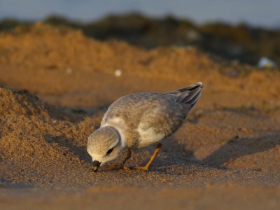 Piping Plover