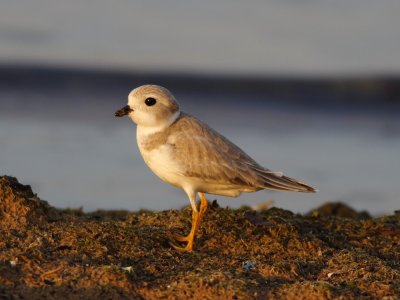 Piping Plover