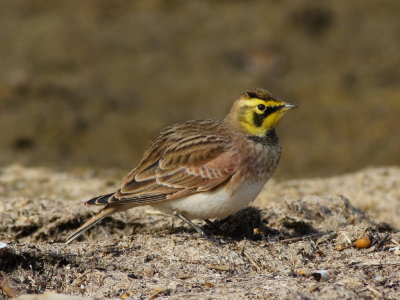 Horned Lark