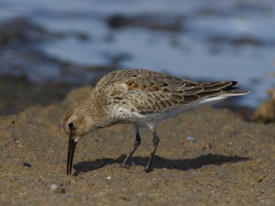 Dunlin