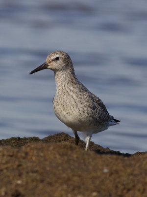 Red Knot
