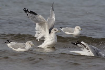 Ring-billed Gull