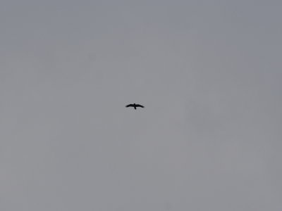 Raven_IB_6709.JPG