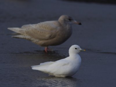 IvoryGull_5644.JPG