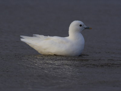 IvoryGull_5647.JPG