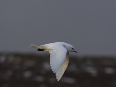 IvoryGull_5655.JPG
