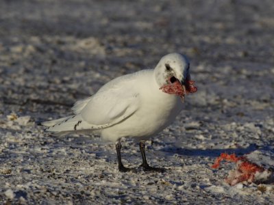 IvoryGull_6559.JPG