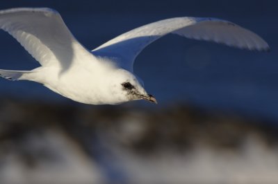 IvoryGull_6617.JPG