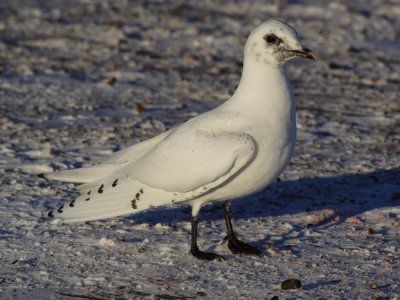 IvoryGull_6621.JPG