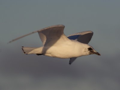 IvoryGull_6663.JPG