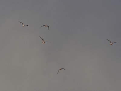 RossGull_5703.JPG