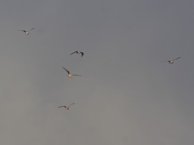 RossGull_5704.JPG