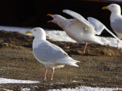 GlaucousGull_5763.JPG