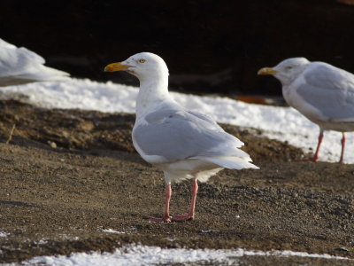 GlaucousGull_5769.JPG