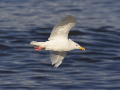 GlaucousGull_5969.JPG