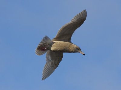 GlaucousGull_5978.JPG