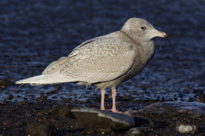 GlaucousGull_5985.JPG