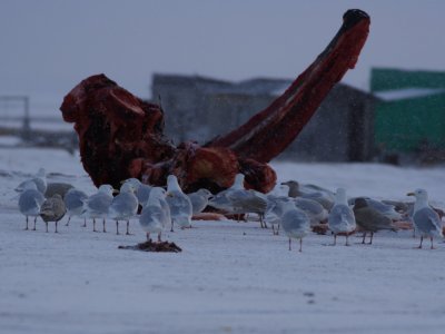 GlaucousGull_6314.JPG