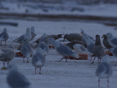 GlaucousGull_6334.JPG