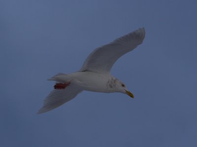 GlaucousGull_6376.JPG