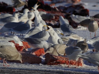 GlaucousGull_6403.JPG