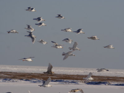 GlaucousGull_6444.JPG