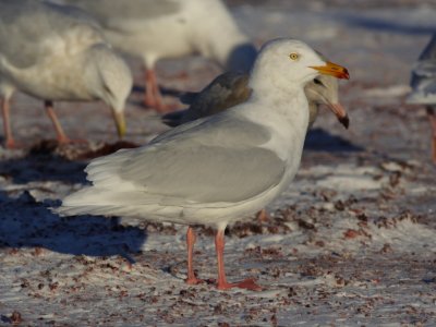GlaucousGull_6482.JPG