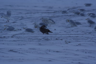 AmHerringGull_6351.JPG