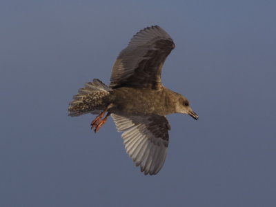 AmHerringGull_6423.JPG