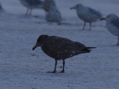 Barrow Mystery Gulls
