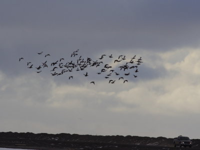 CommonEider_5842.JPG