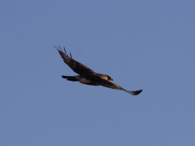 RoughLegHawk_6439.JPG