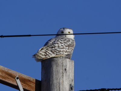 Snowy Owl_5741.JPG