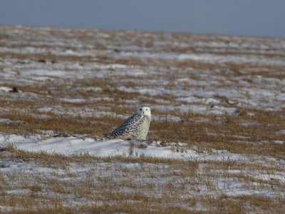 SnowyOwl_5724.JPG