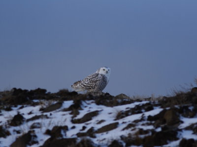 SnowyOwl_5868.JPG