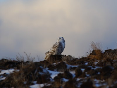 SnowyOwl_5901.JPG