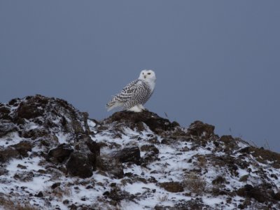 SnowyOwl_5935.JPG