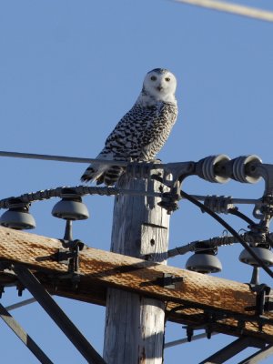 SnowyOwl_6042.JPG