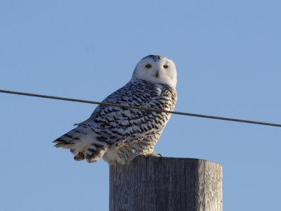 SnowyOwl_6056.JPG
