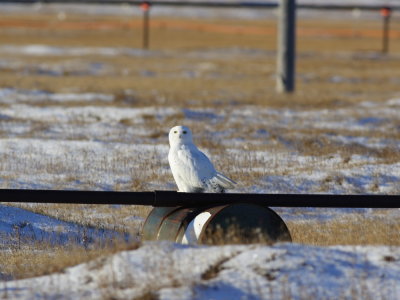 SnowyOwl_6096.JPG