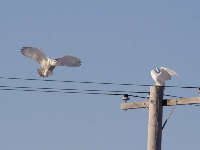 SnowyOwl_6109.JPG