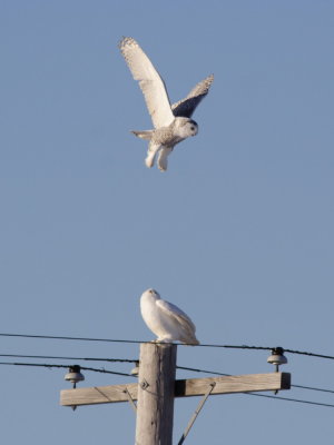 SnowyOwl_6112.JPG