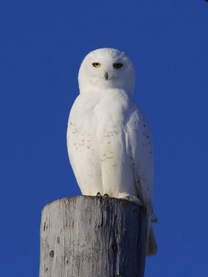 SnowyOwl_6173.JPG