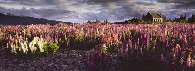 Lupins at sunset, Lake Tekapo, Canterbury, New Zealand