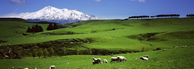 Grazing sheep and Mt Ruapehu, Volcanic Plateau, New Zealand