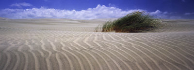 Windblown sand dunes and grass Farewell Spit, Golden Bay, Nelson, New Zealand