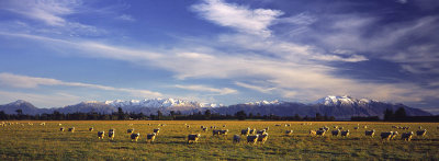 Sheep on the Canterbury Plains, New Zealand