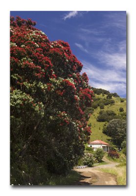 Pohutukawa in flower, Coromandel, New Zealand.